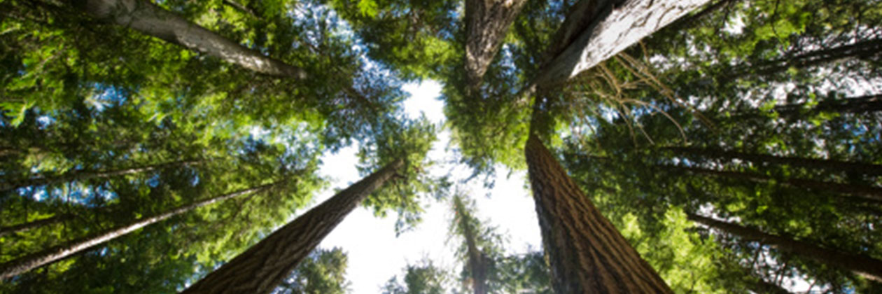 Doug Fir (credit Unsplash)