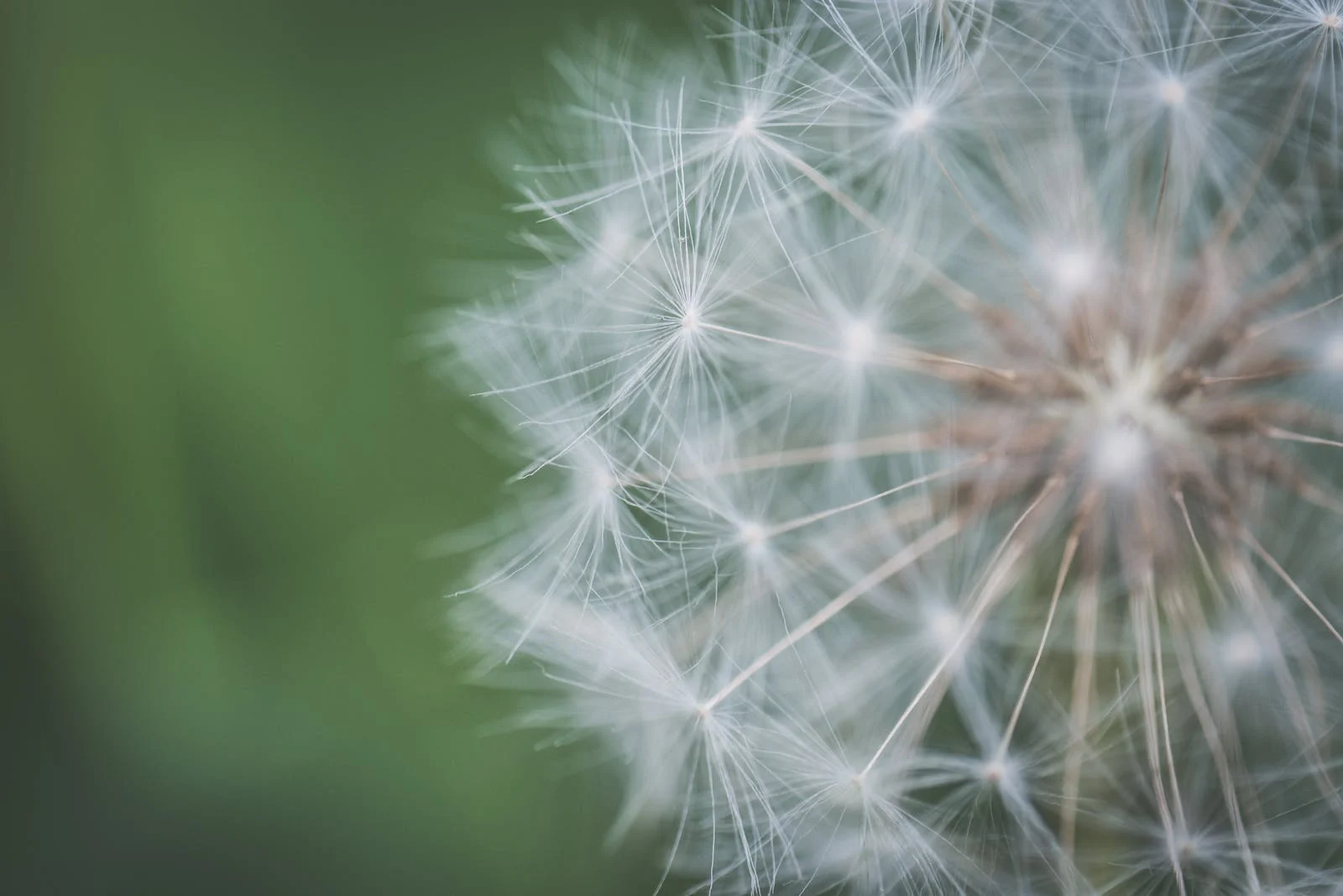 dandelion