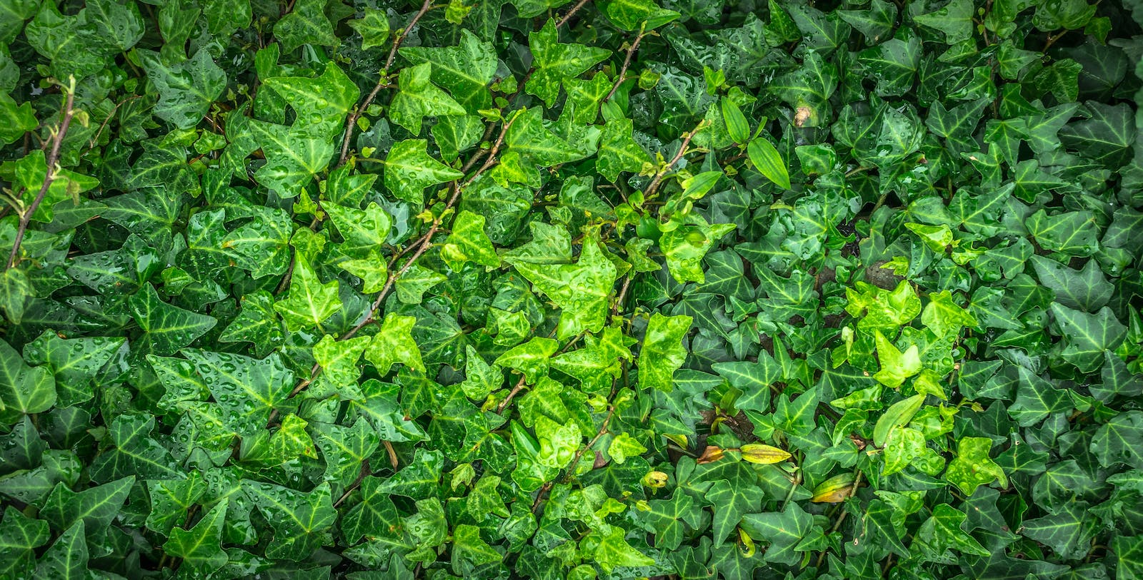 ivy
