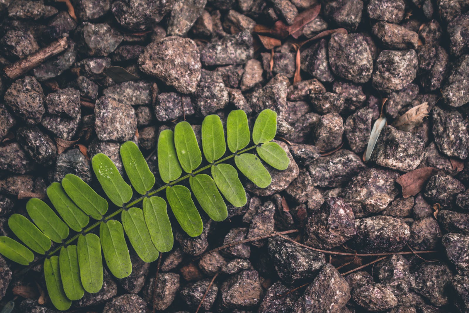 rockleaf