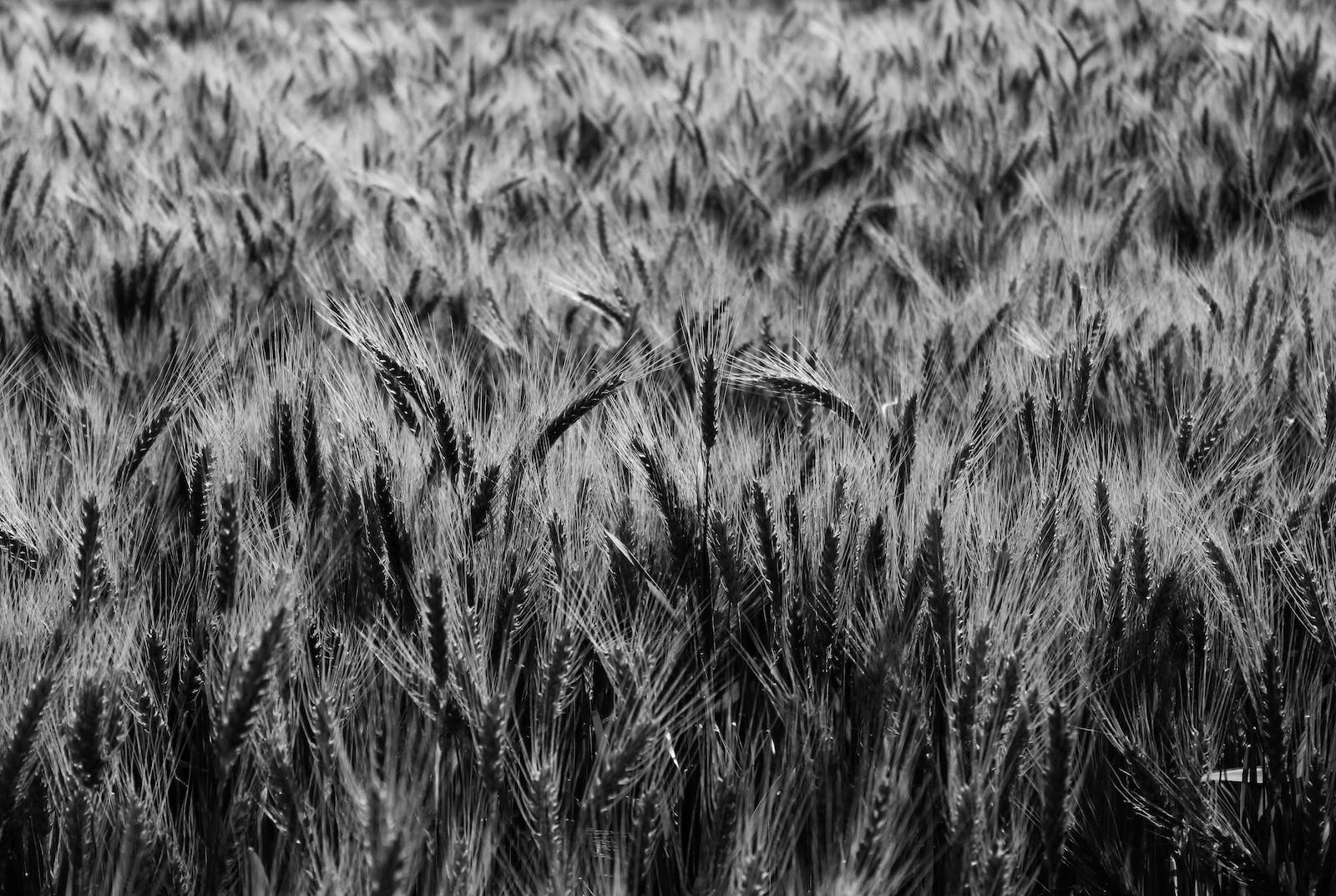 wheat